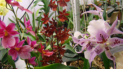 орхідея Камбрія у всій красі