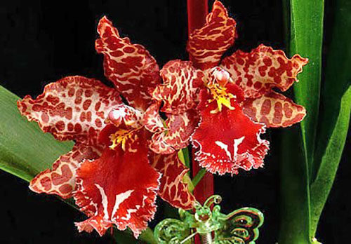 Невибагливий гібрид орхідеї Камбрія