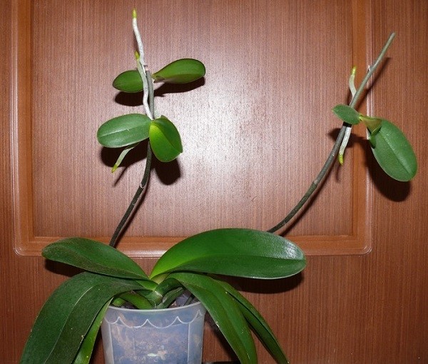 дітки орхідеї з коріннями