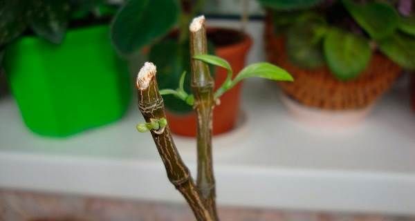 Пахистахис-рослина-Опис-особливості-види-і-догляд-за-пахістахіс-4