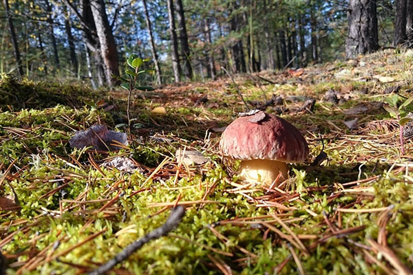 ростуть гриби в лісі