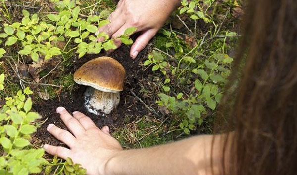 пошук грибів