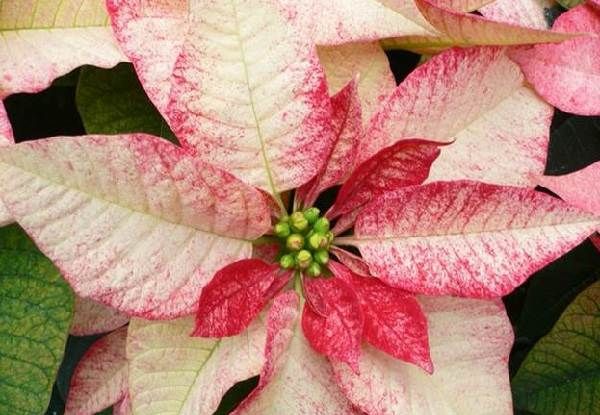 Пуансеттия-квітка-Опис-особливості-види-і-вирощування-паунсеттіі-9