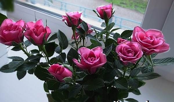 Роза-кімнатна-Опис-особливості-види-і-догляд-за-кімнатної-трояндою-10