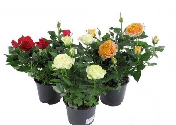 Роза-патіо-квітка-Опис-особливості-і-догляд-за-трояндою-патіо-8