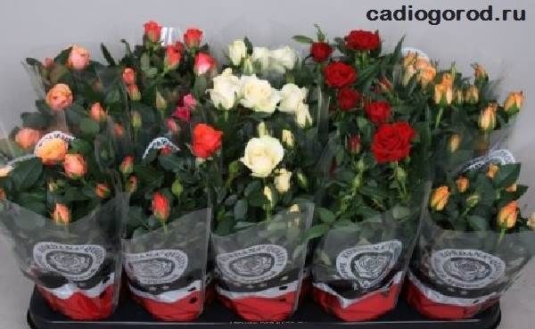 Роза-патіо-квітка-Опис-особливості-і-догляд-за-трояндою-патіо-4