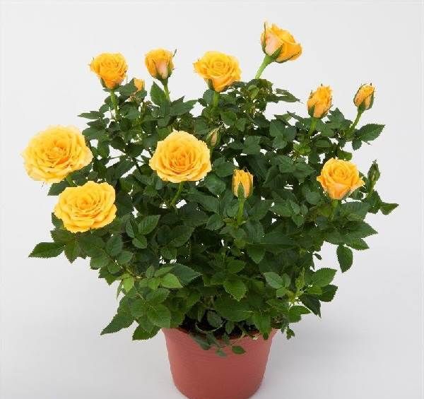 Роза-патіо-квітка-Опис-особливості-і-догляд-за-трояндою-патіо-2