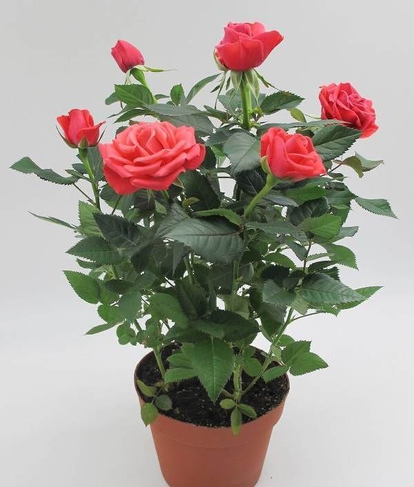 Роза-патіо-квітка-Опис-особливості-і-догляд-за-трояндою-патіо-9
