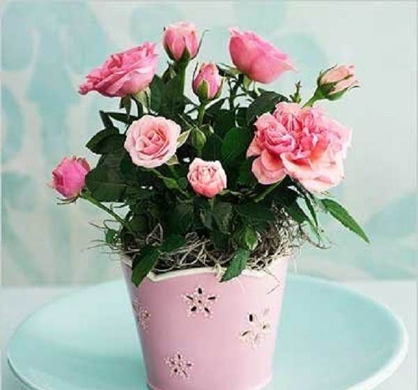 Роза-патіо-квітка-Опис-особливості-і-догляд-за-трояндою-патіо-5