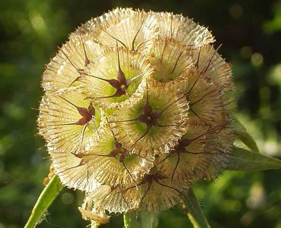 Скабіоза-квітка-Опис-особливості-види-і-догляд-за-скабіози-1