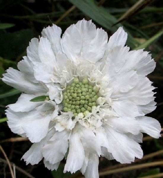 Скабіоза-квітка-Опис-особливості-види-і-догляд-за-скабіози-3