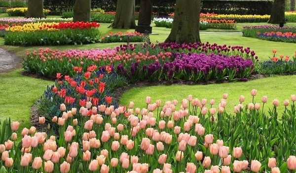 Тюльпан-квітка-Вирощування-тюльпанів-Догляд-за-тюльпанами-18