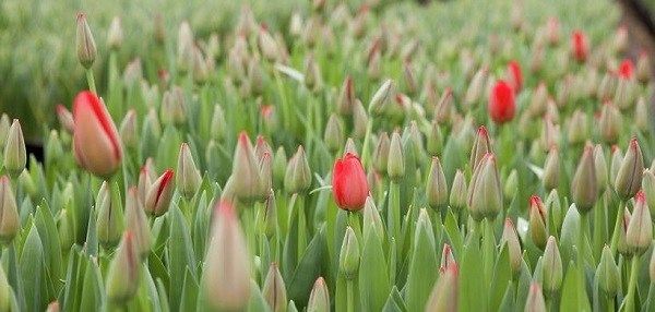 Тюльпан-квітка-Вирощування-тюльпанів-Догляд-за-тюльпанами-13