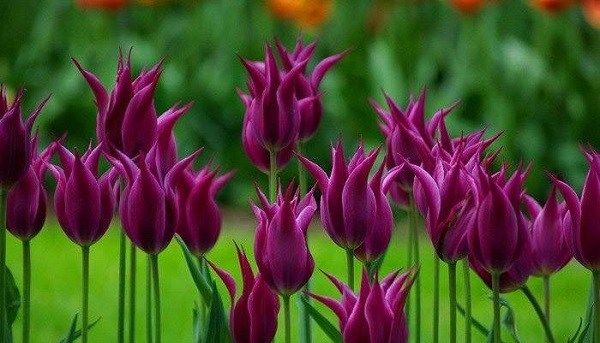 Тюльпан-квітка-Вирощування-тюльпанів-Догляд-за-тюльпанами-17