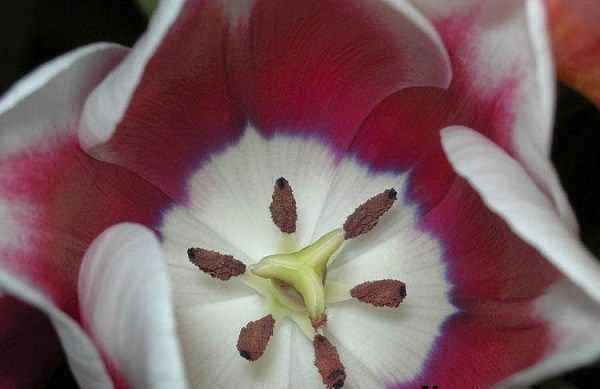 Тюльпан-квітка-Вирощування-тюльпанів-Догляд-за-тюльпанами-4