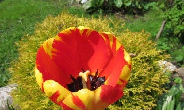 Тюльпан-квітка-Вирощування-тюльпанів-Догляд-за-тюльпанами-1