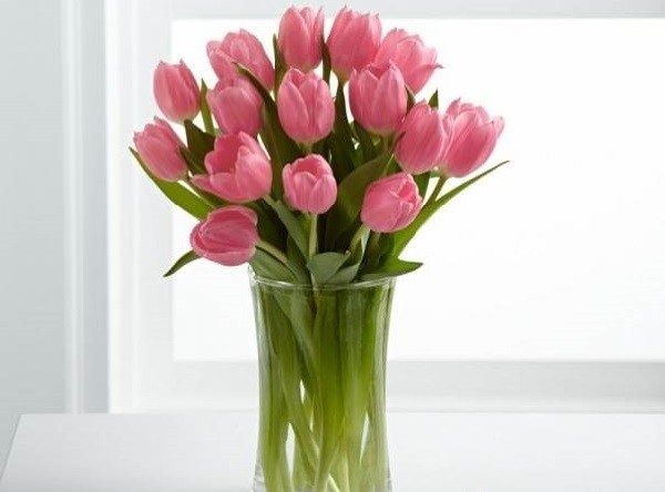 Тюльпан-квітка-Вирощування-тюльпанів-Догляд-за-тюльпанами-6
