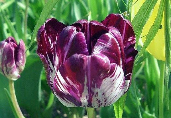 Тюльпан-квітка-Вирощування-тюльпанів-Догляд-за-тюльпанами-7