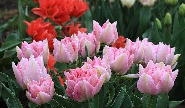 Тюльпан-квітка-Вирощування-тюльпанів-Догляд-за-тюльпанами-8