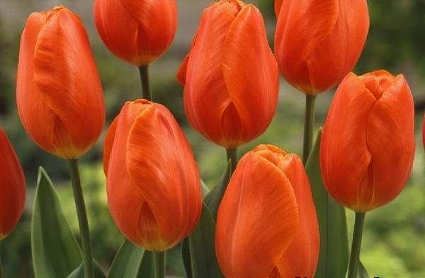 Тюльпан-квітка-Вирощування-тюльпанів-Догляд-за-тюльпанами-9