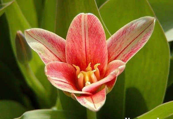 Тюльпан-квітка-Вирощування-тюльпанів-Догляд-за-тюльпанами-11