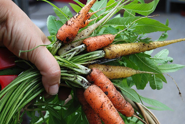 закладаємо моркву буряк на зберігання