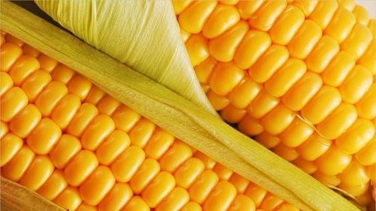 Вирощування-кукурудзи-Як-й-коли-садити-кукурудзу-Догляд-за-кукурудзою-1