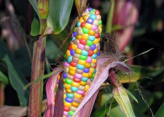 Вирощування-кукурудзи-Як-й-коли-садити-кукурудзу-Догляд-за-кукурудзою-2