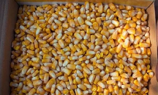 Вирощування-кукурудзи-Як-й-коли-садити-кукурудзу-Догляд-за-кукурудзою-3