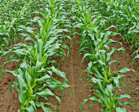 Вирощування-кукурудзи-Як-й-коли-садити-кукурудзу-Догляд-за-кукурудзою-4