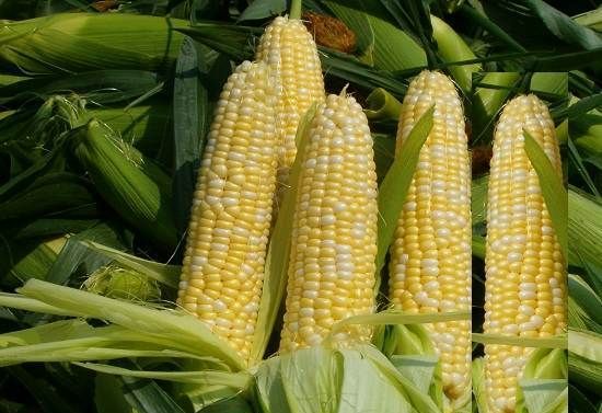 Вирощування-кукурудзи-Як-й-коли-садити-кукурудзу-Догляд-за-кукурудзою-5