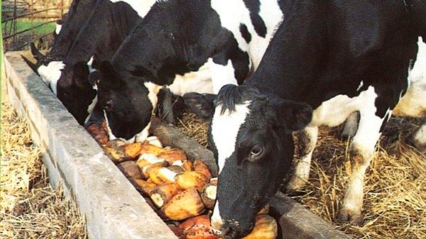 годування корів турнепсом