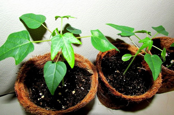 вирощування в домашніх умовах папайї з насіння: