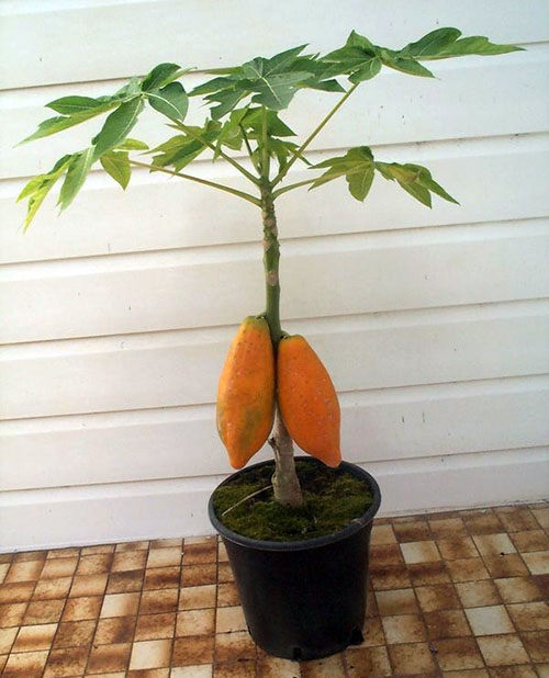 плодоносна папайя в будинку