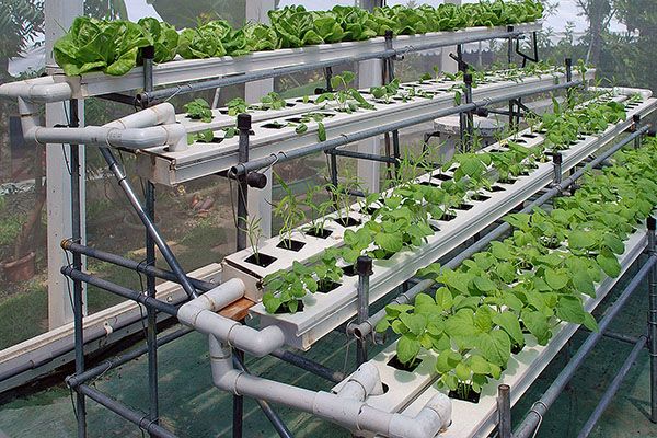 вирощування овочів на гідропоніці