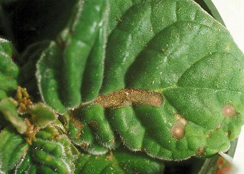 бактеріальне ураження листя глоксинії