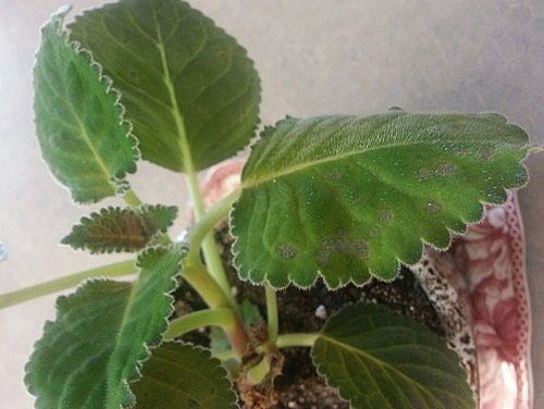 шкідники на листках глоксинії