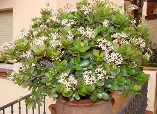 Як доглядати за грошовим деревом: полив, умови утримання, відео Як доглядати за грошовим деревом: полив, умови утримання, відео