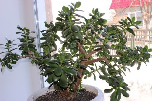 дерево на вікні