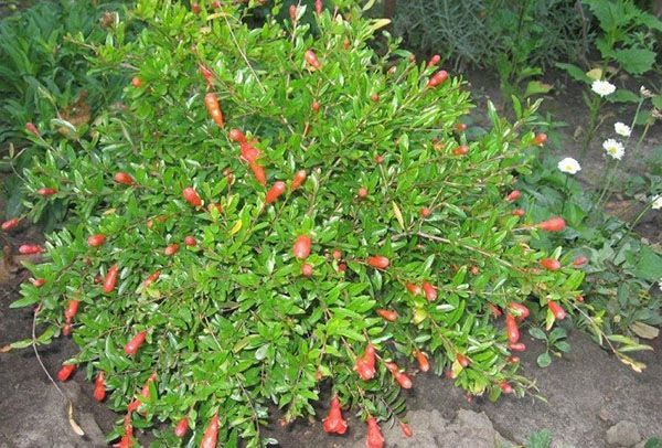 росте гранат на дачній ділянці