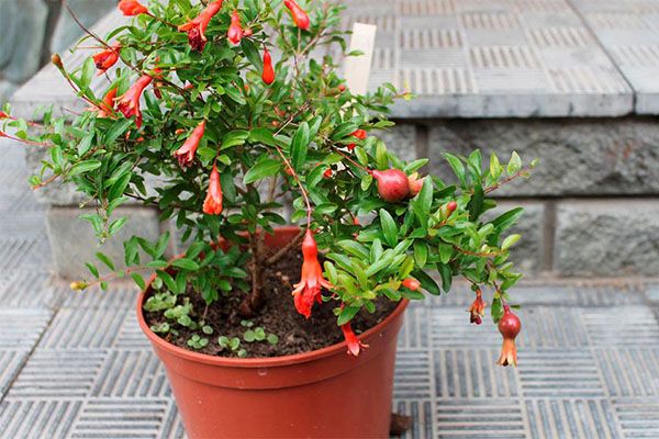 правильний вибір горщика для граната