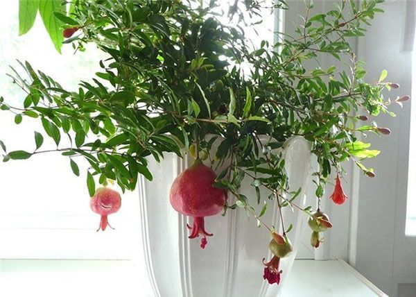 кімнатний гранат з насіння