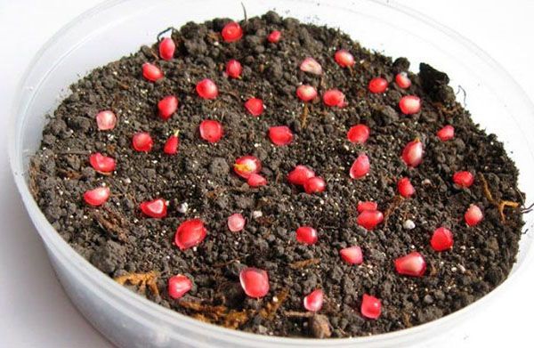 посів насіння граната