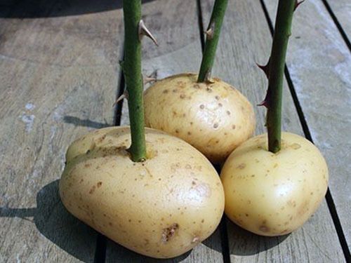 укорінення в картоплі