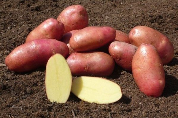 бульби картоплі хорошої якості