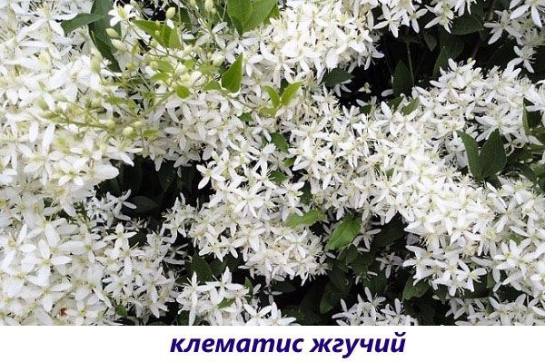 клематис пекучий