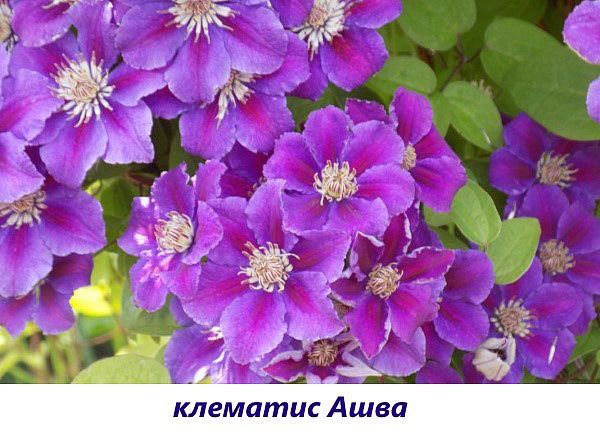 клематис ашва