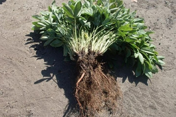 заготівля перстачу білої