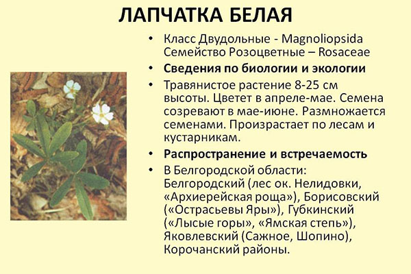 опис рослини