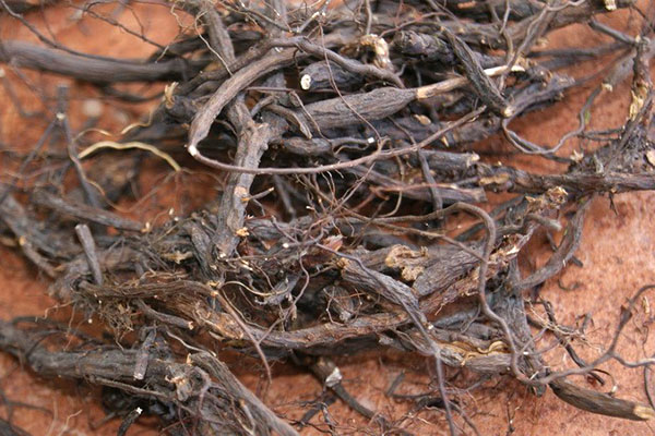 коріння перстачу білої